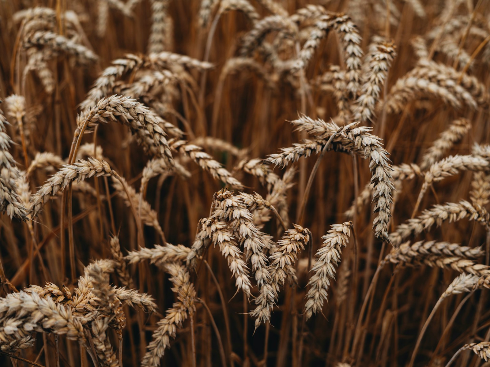 Close-up of wheat heads in a field